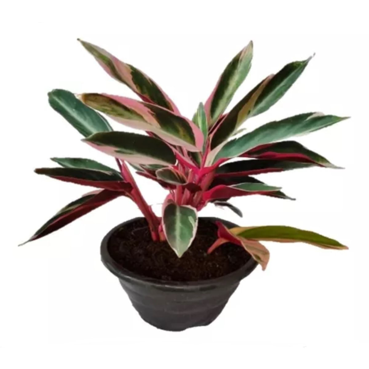 Planta Maranta Variado Pote 12 1un