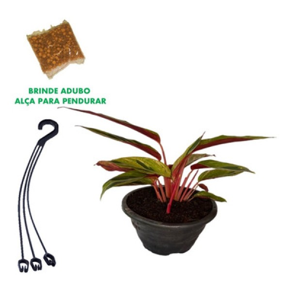Encontraproduto.com.br - Planta Maranta Variado Pote 12 1un