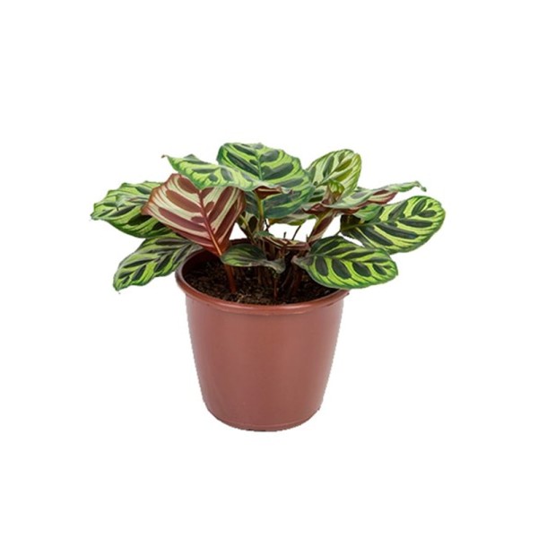 Encontraproduto.com.br - Planta Maranta Variado Pote 12 1un