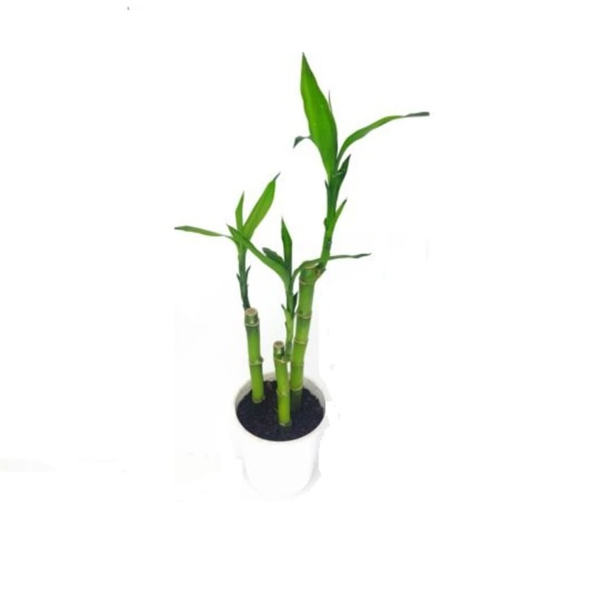 Planta Dracena Lucky Bamboo P12 1un
