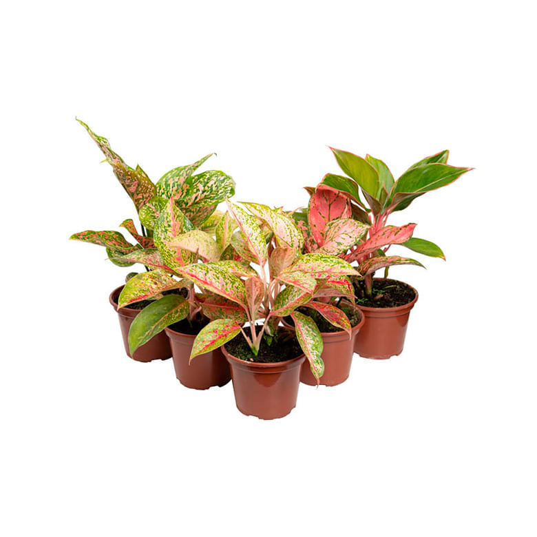 Encontraproduto.com.br - Planta Aglaonema Variada Pote12 - 1un