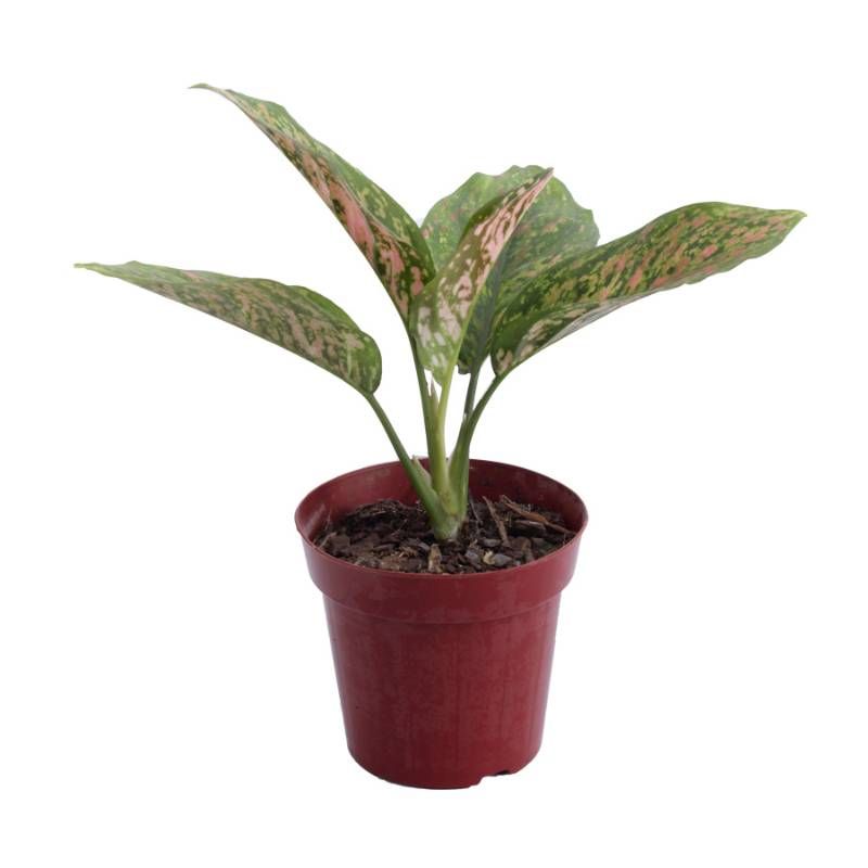 Encontraproduto.com.br - Planta Aglaonema Variada Pote12 - 1un