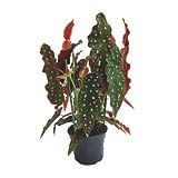 Encontraproduto.com.br - Begônia Maculata Veiling Holambra Vaso 15cm