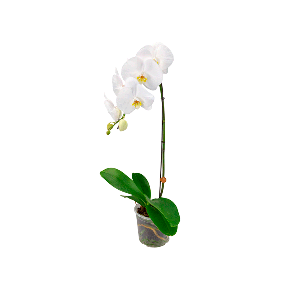 Orquídea Phalaenopsis Cascata Branca 8 Folhas P15