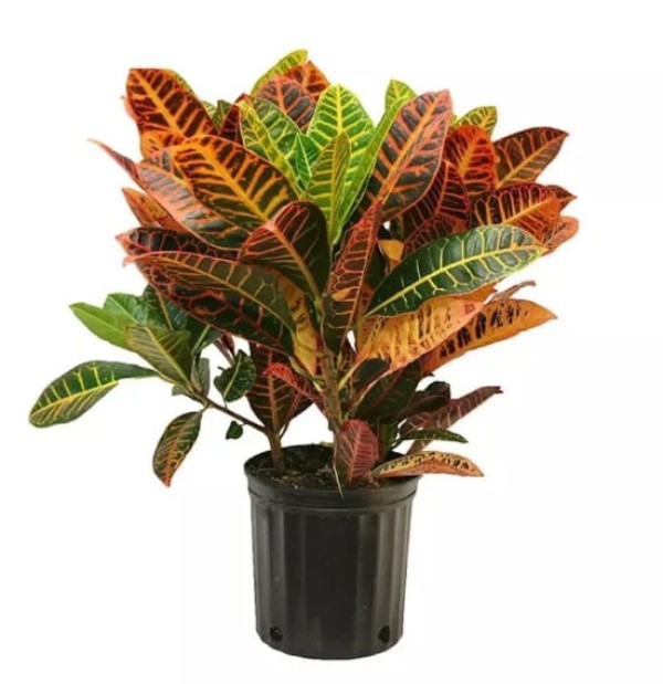 Encontraproduto.com.br - Croton Variado PT19 Timlog