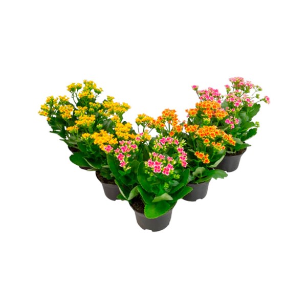 Flor Kalanchoe Bicolor Pote 11 - 1un