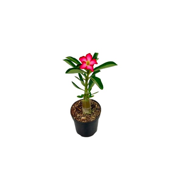 Encontraproduto.com.br - Flor Rosa do Deserto Pote 09 com 1un