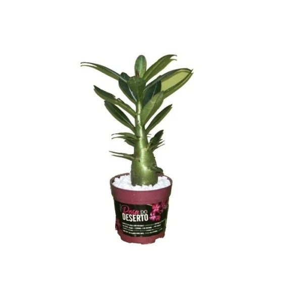 Encontraproduto.com.br - Rosa Do Deserto Sortidas 6 Mudas  Vaso Pote 6