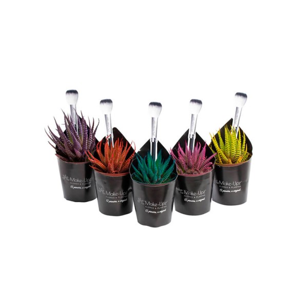 Encontraproduto.com.br - Planta Haworthia Faciata Colours Pote06 - 1un