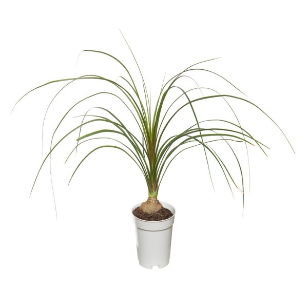 Encontraproduto.com.br - Vaso Beucarnea Recurvata P06
