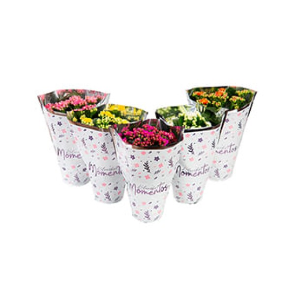Flor Kalanchoe Dobrado Momentos Pote 11 - 1un