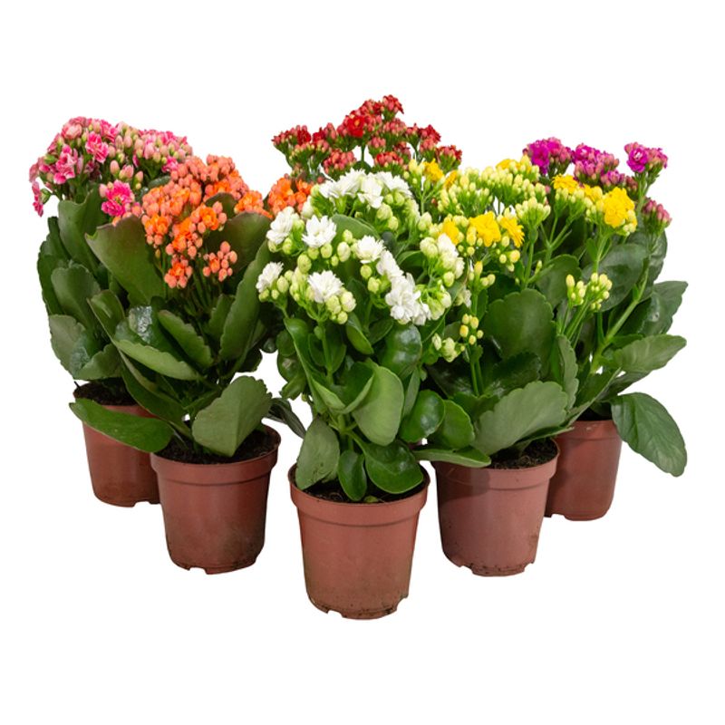 Encontraproduto.com.br - Flor Kalanchoe Dobrado Momentos Pote 11 - 1un