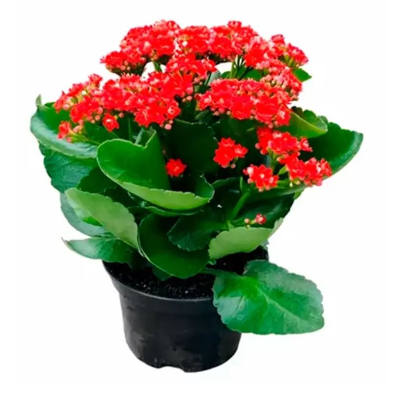 Encontraproduto.com.br - Flor Kalanchoe Dobrado Momentos Pote 15 - 1un