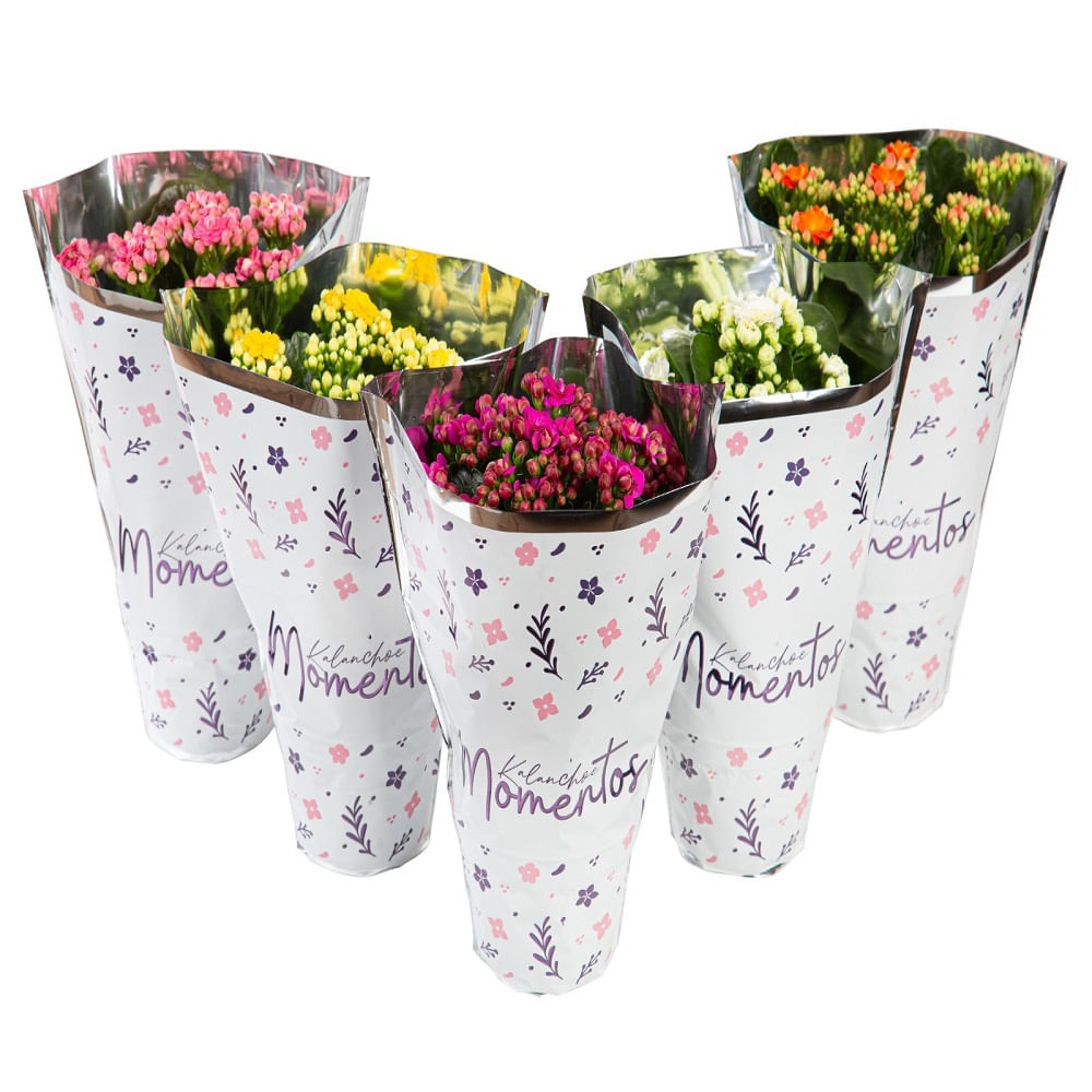 Encontraproduto.com.br - Flor Kalanchoe Dobrado Momentos Pote 15 - 1un