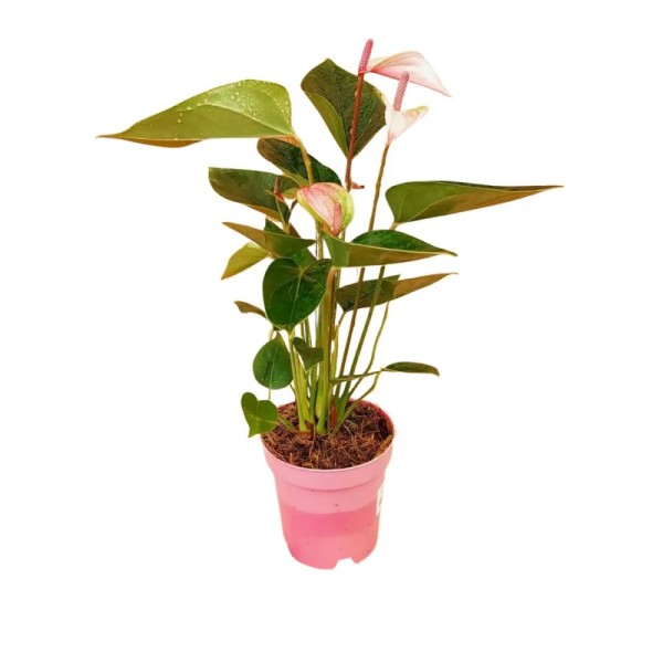 Encontraproduto.com.br - Anthurium Variado Decorado Pote 6 un