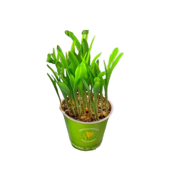 Encontraproduto.com.br - Planta - Graminha Pet-Zea Mays Vaso Biodegradável Pote 10 1un
