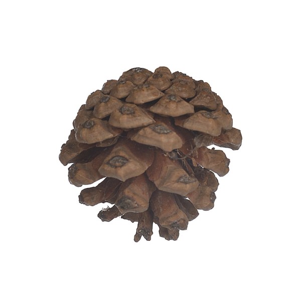 Encontraproduto.com.br - Enfeite de Natal Pinha para Pendurar D&A Marrom com 6 Unidades 5cm
