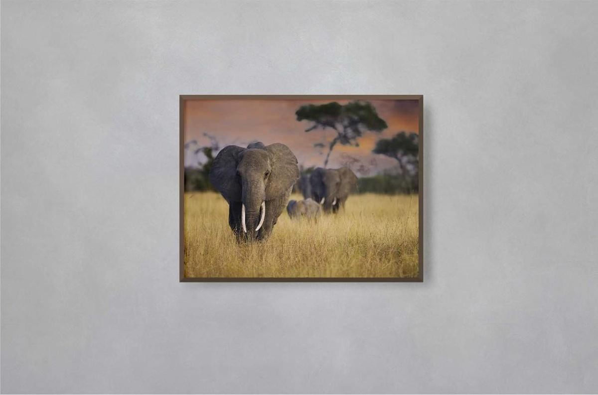 Quadro Decorativo Illuminato Elefantes