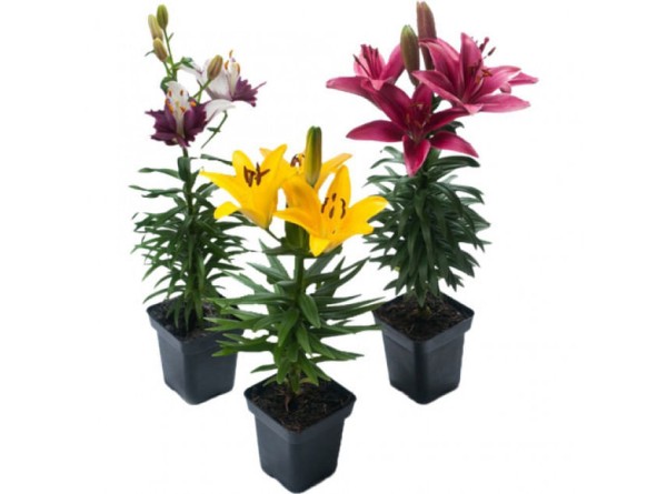 Flor Lí­rio Variado Pote 15