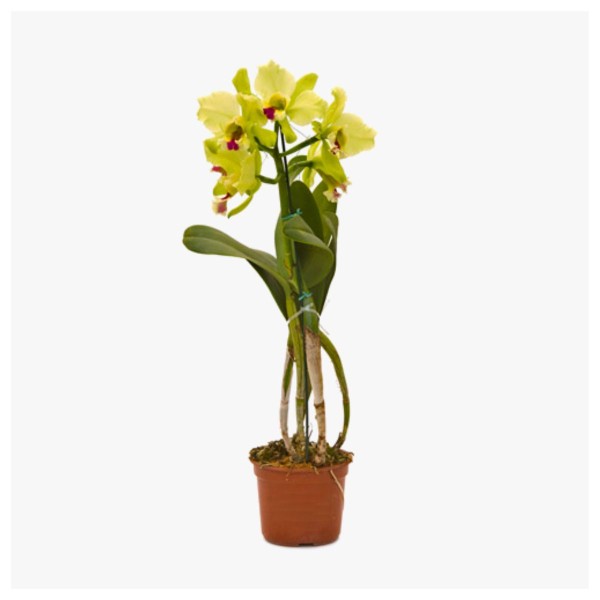 Orquidea Cattleya