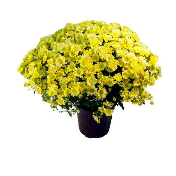 Encontraproduto.com.br - Flor Crisântemo Bola Belga Pote20 com 1un