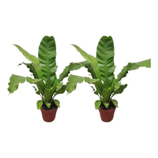 Planta Asplenium Nidus Pote 14