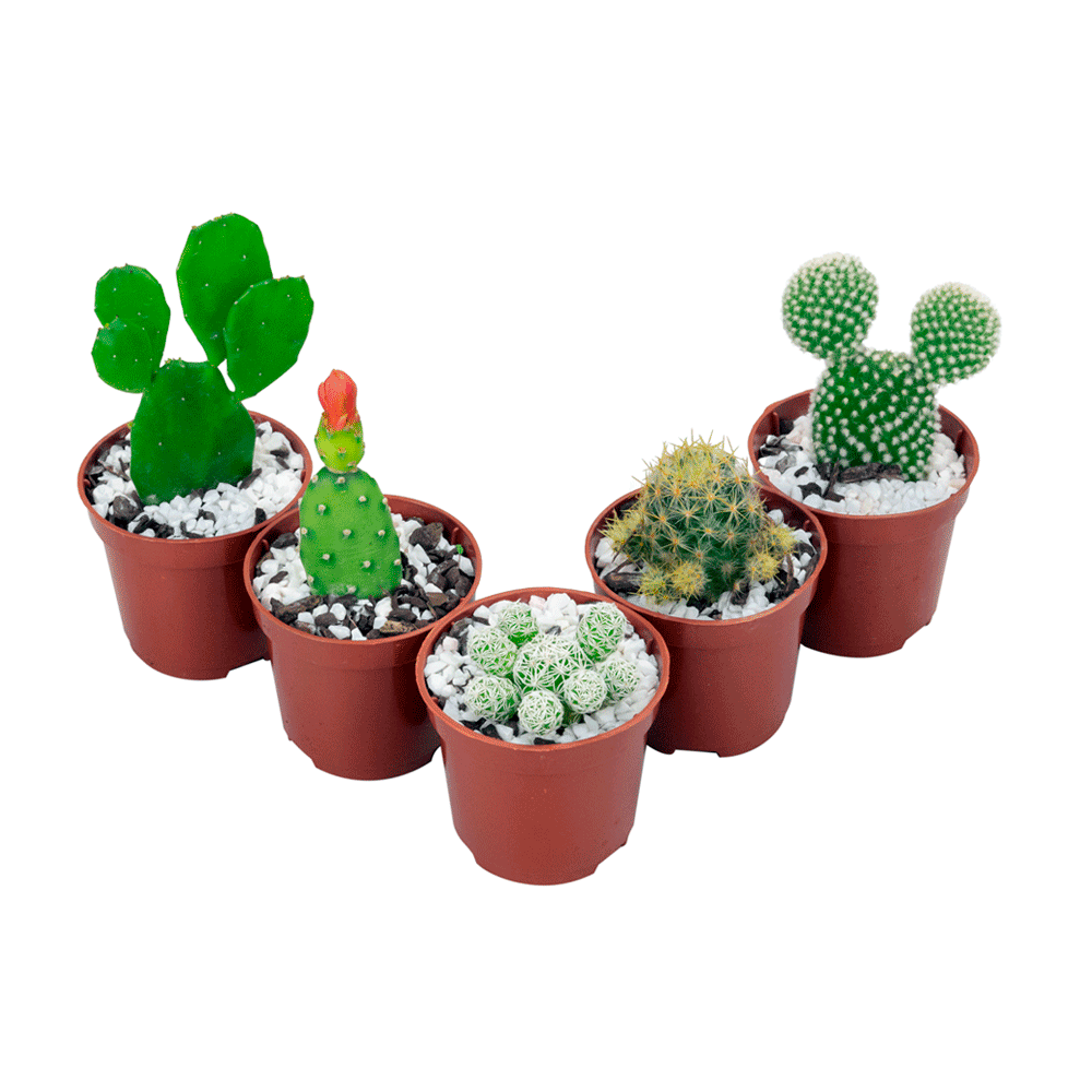 Encontraproduto.com.br - Muda Cactus Mini Pote 6 Ornamental Veiling Holambra