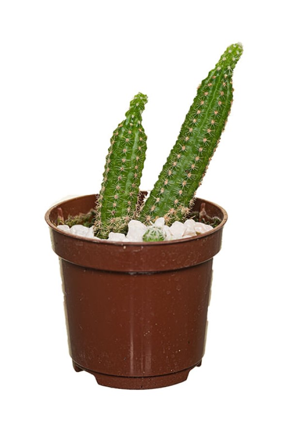 Encontraproduto.com.br - Muda Cactus Mini Pote 6 Ornamental Veiling Holambra