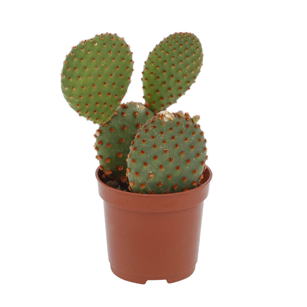 Encontraproduto.com.br - Muda Cactus Mini Pote 6 Ornamental Veiling Holambra