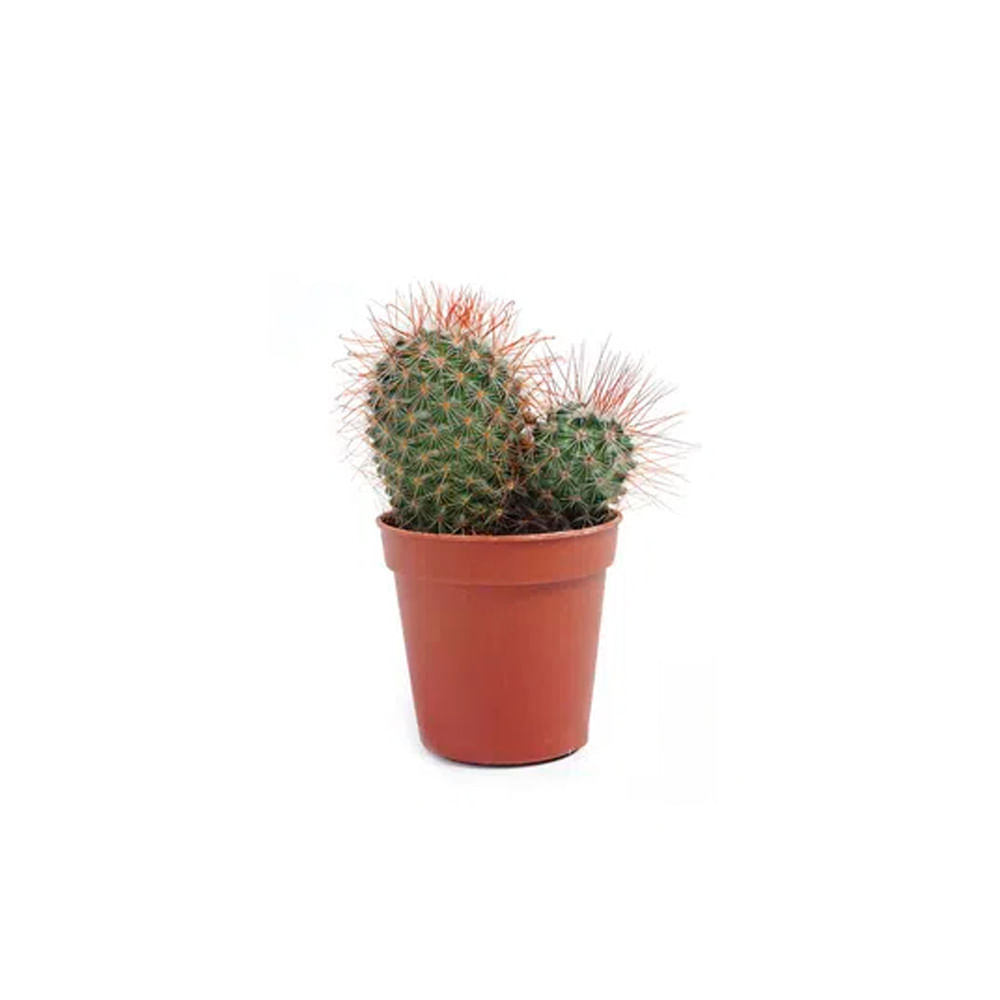 Encontraproduto.com.br - Muda Cactus Mini Pote 6 Ornamental Veiling Holambra