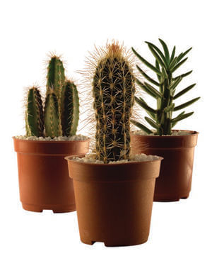 Encontraproduto.com.br - Muda Cactus Mini Pote 6 Ornamental Veiling Holambra