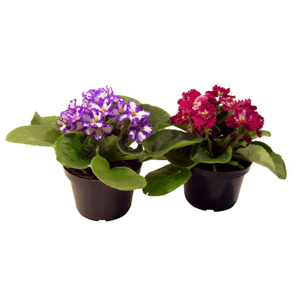 Vaso Violeta P11