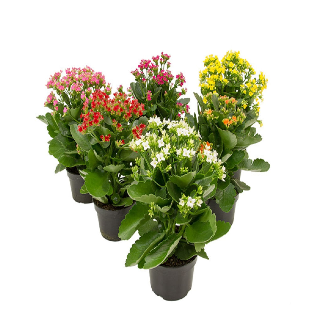 Encontraproduto.com.br - Kalanchoe Dobrado Pt 15
