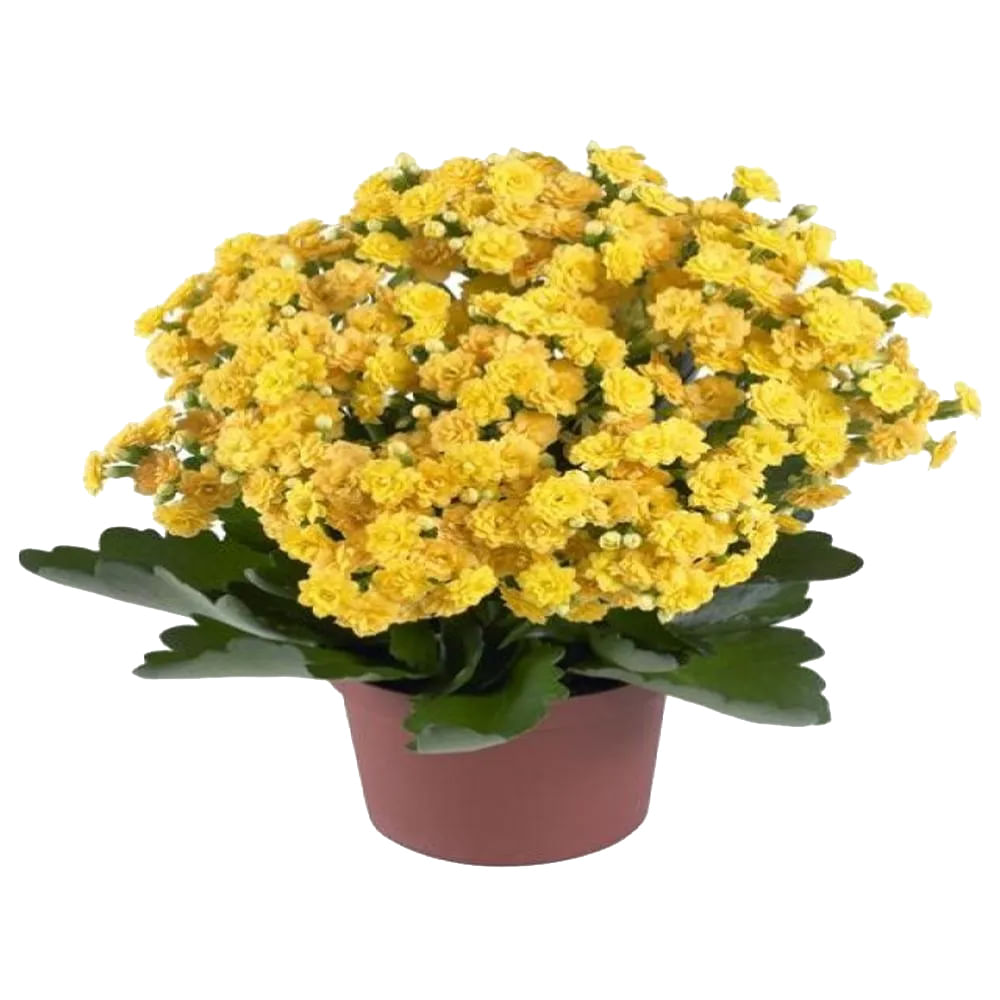 Encontraproduto.com.br - Kalanchoe Dobrado Pt 15