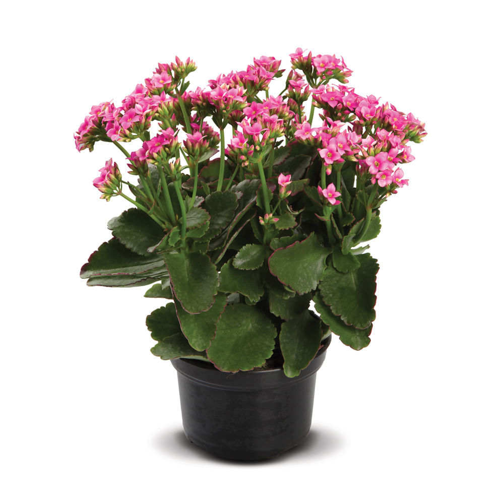 Encontraproduto.com.br - Kalanchoe Dobrado Pt 15