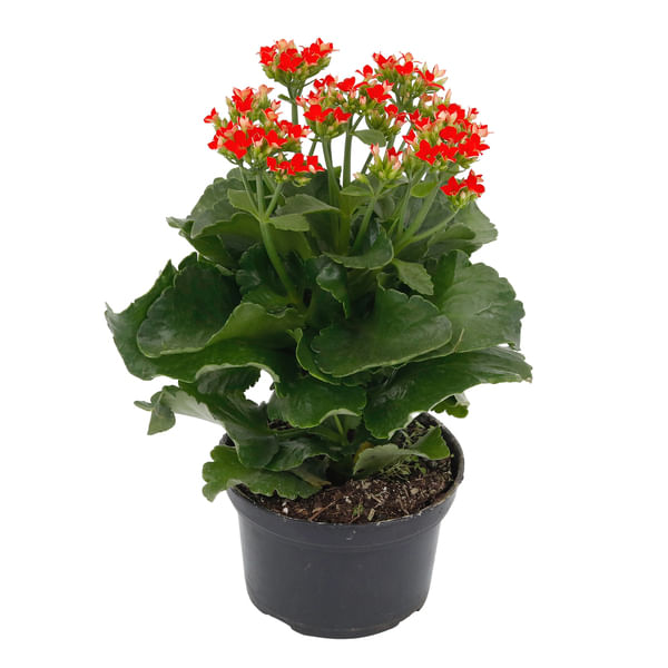 Encontraproduto.com.br - Kalanchoe Dobrado Pt 15