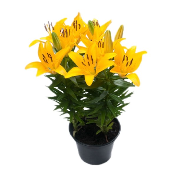 Encontraproduto.com.br - Lirio Tiny Bee P15