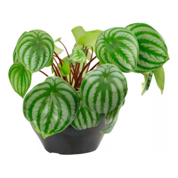 Encontraproduto.com.br - Peperomia Melancia Natural Cuia 21