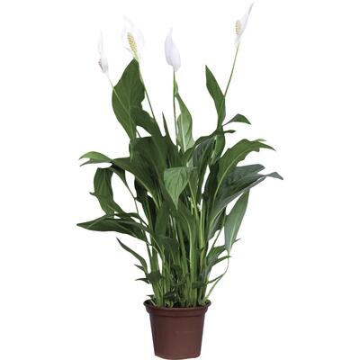 Encontraproduto.com.br - Vaso de Flor Natural Spathiphyllum Mini com 5 Hastes com Flor Pote 15