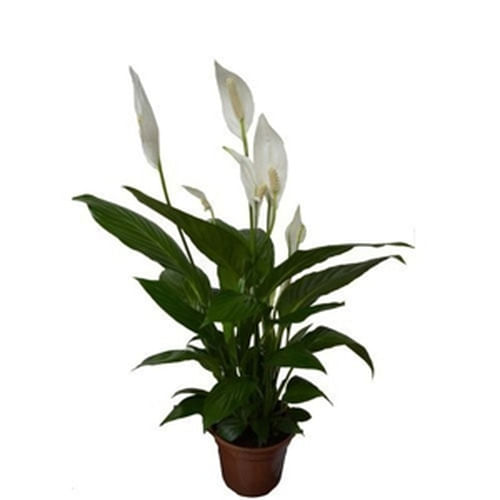 Encontraproduto.com.br - Vaso de Flor Natural Spathiphyllum Mini com 5 Hastes com Flor Pote 15