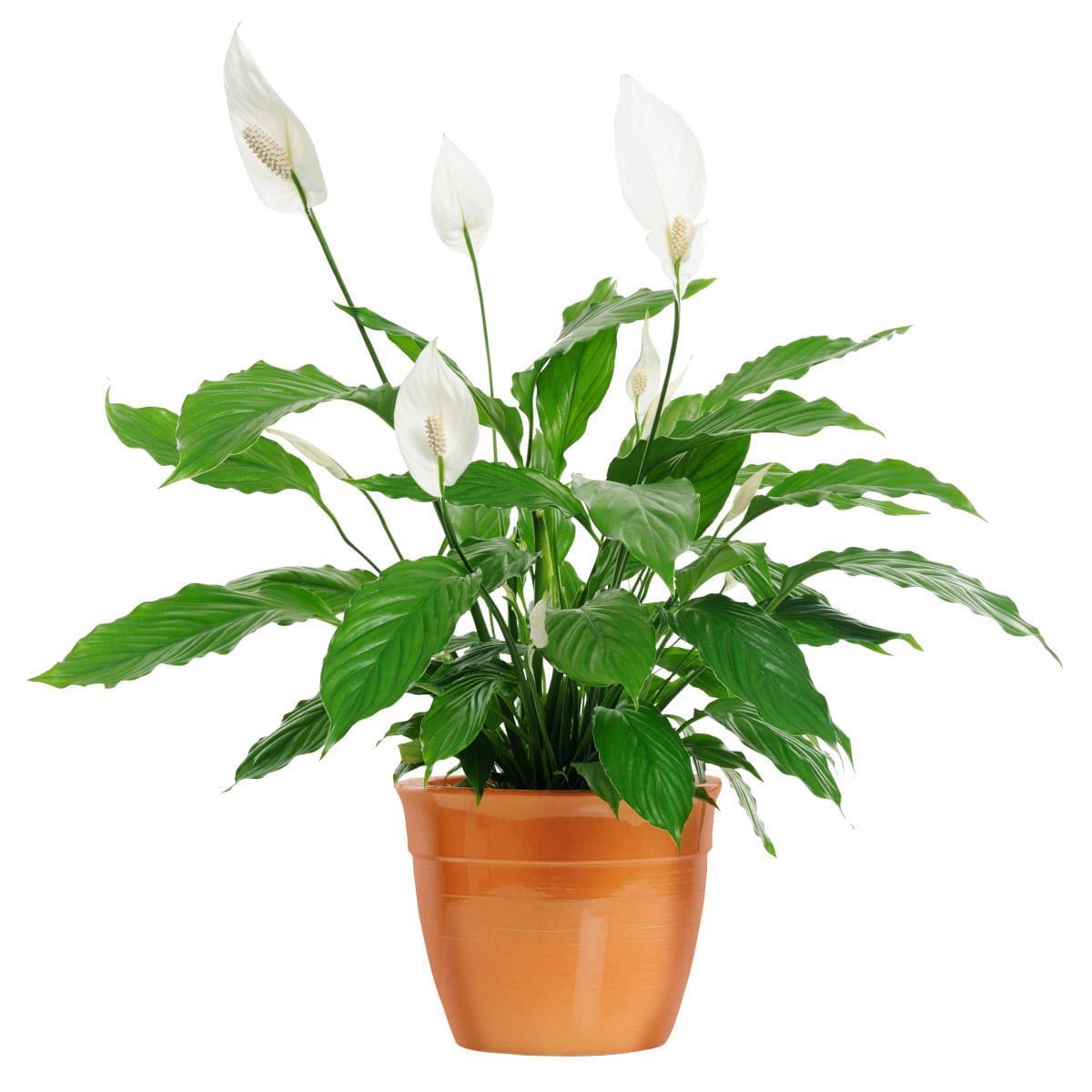 Encontraproduto.com.br - Vaso de Flor Natural Spathiphyllum Mini com 5 Hastes com Flor Pote 15
