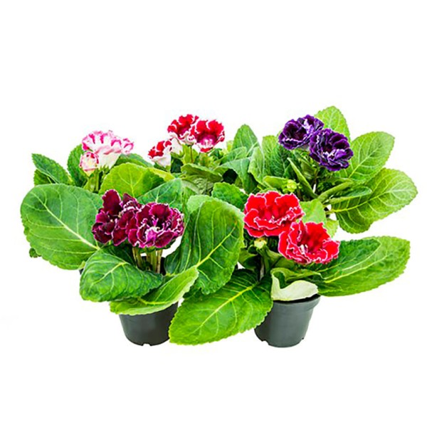 Encontraproduto.com.br - VASO GLOXINIA P14