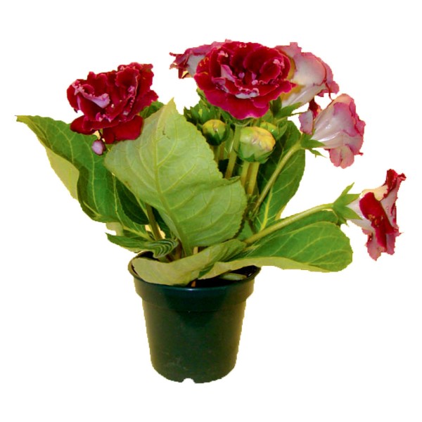 Encontraproduto.com.br - VASO GLOXINIA P14