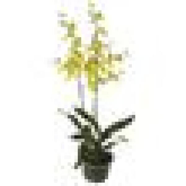 Encontraproduto.com.br - Orquídeas Chuva De Ouro 10 Galhos Grandes Artificial Flores