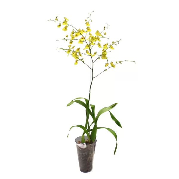 Encontraproduto.com.br - Orquídeas Chuva De Ouro 10 Galhos Grandes Artificial Flores