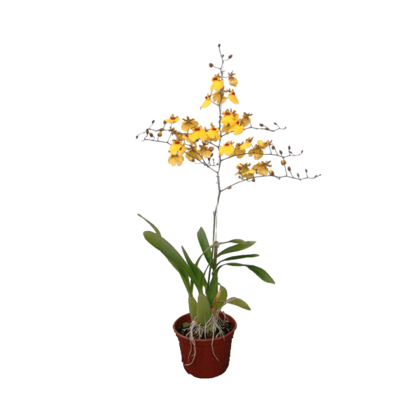 Encontraproduto.com.br - Orquídeas Chuva De Ouro 10 Galhos Grandes Artificial Flores