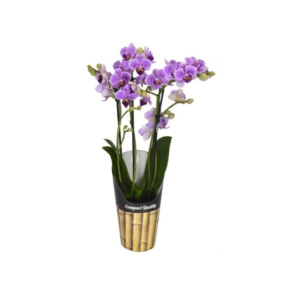 Encontraproduto.com.br - Orquídea Catleya Mini Pote 12