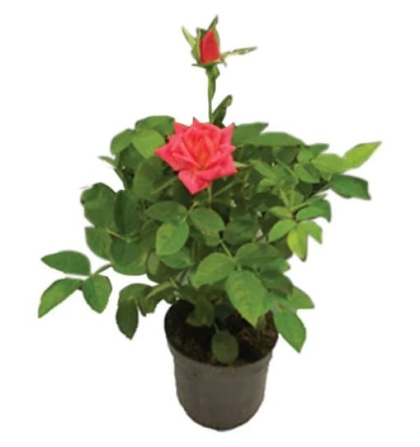 Vaso Roseira Mini P06