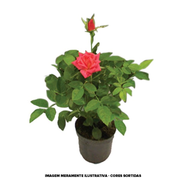 Encontraproduto.com.br - Vaso Roseira Mini P06