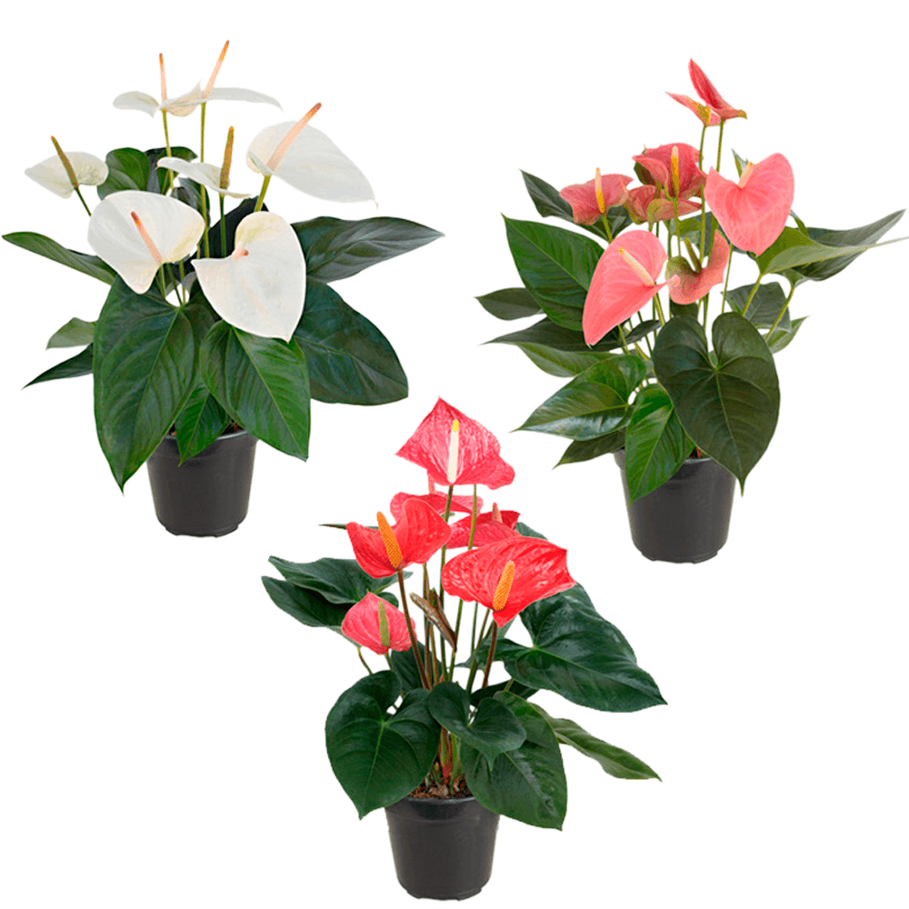 Encontraproduto.com.br - Flor Anturio Variado Pote 17 Veiling Holambra